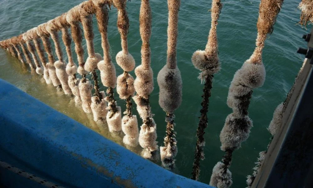 Καταστράφηκαν εντελώς οι μυδοκαλλιέργειες του Θερμαϊκού Κόλπου